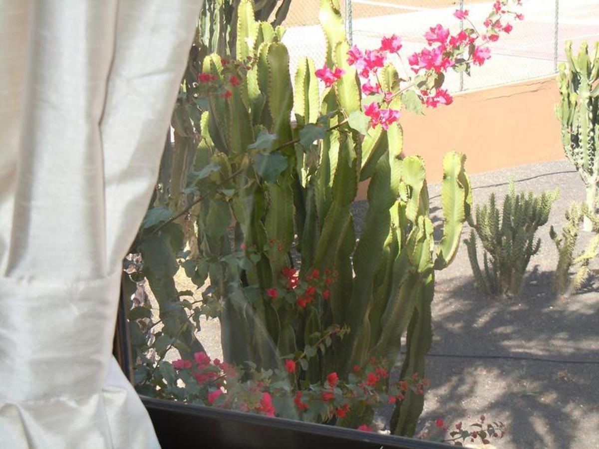 Family Apartment 1 Bedroom With Pool View 2 - Oasis Duna Resort Κοραλέχο Εξωτερικό φωτογραφία